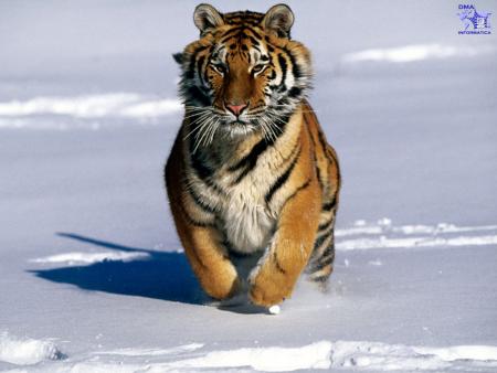 la feline